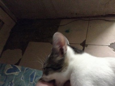 image.jpeg