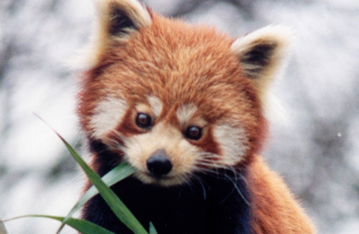 red-panda.jpg