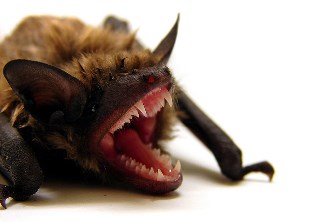 Angry-Bat-Featured.jpg