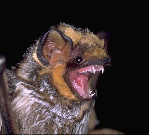 Hawaiian_bat.jpg