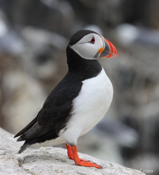 Puffin%20Farnes%2017%205%2008%20IMG_4773_filtered.jpg