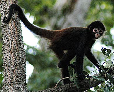 baby-spider-monkey.jpg