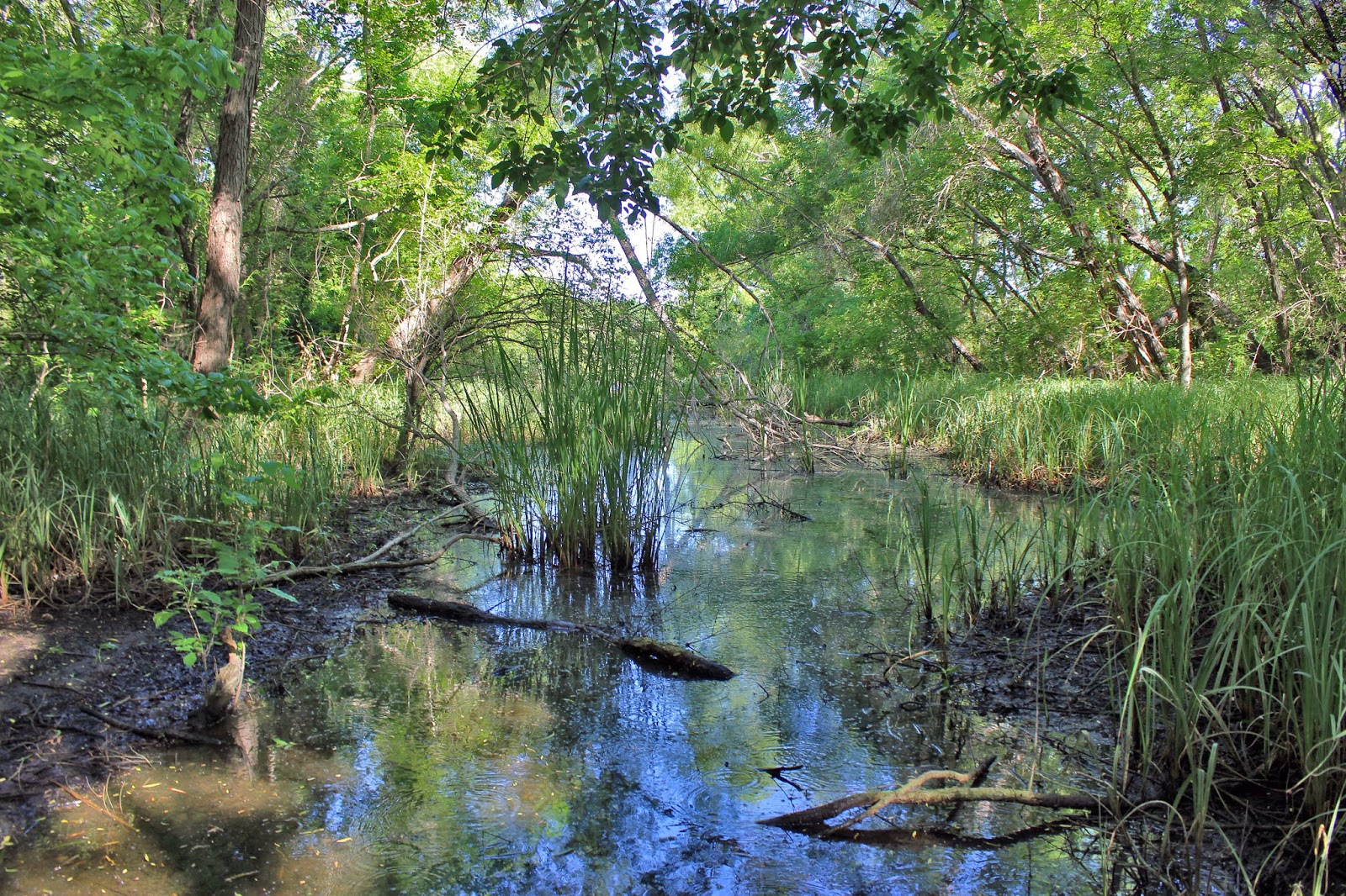 slough+swamp+texas.jpg