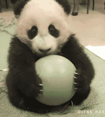 cutest-panda-gifs-ball.gif