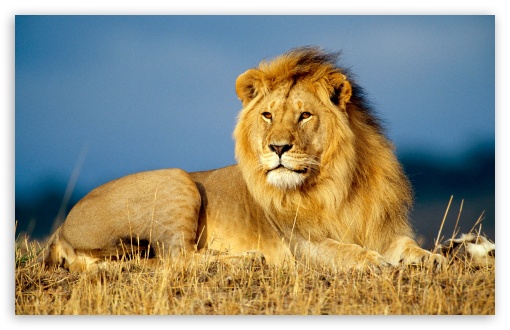 african_lion-t2.jpg